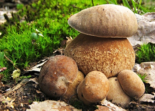Hřib dubový - Boletus reticulus Aktuálně: Sezóna hub 2015 začala!