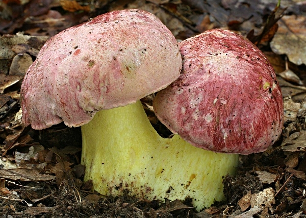 Hřib královský - Boletus regius Aktuálně: Sezóna hub 2015 začala!