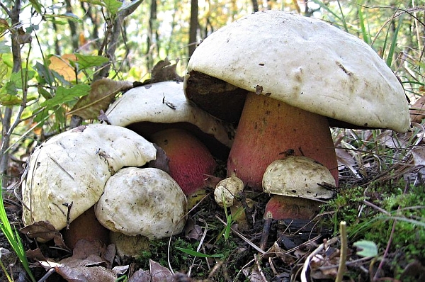Hřib satan - Boletus satanas Aktuálně: Sezóna hub 2015 začala!