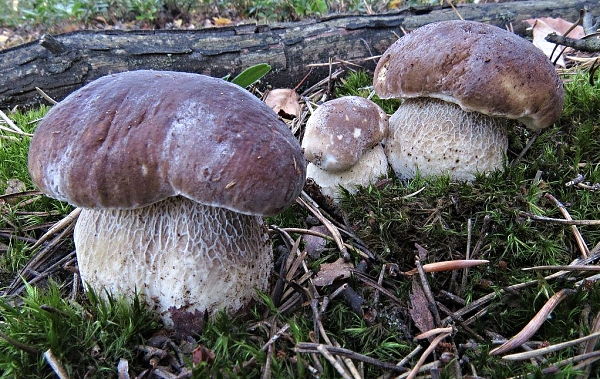 Hřib smrkový - Boletus edulis Aktuálně: Sezóna hub 2015 začala!