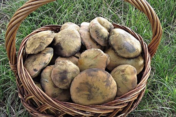 Aktuálně: Sezóna hub 2015 začala!