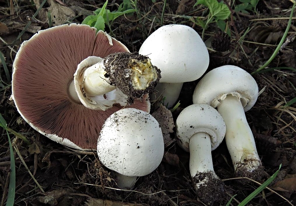 Pečárka zápašná - Agarisus xanthodermus Aktuálně: Sezóna hub 2015 začala!
