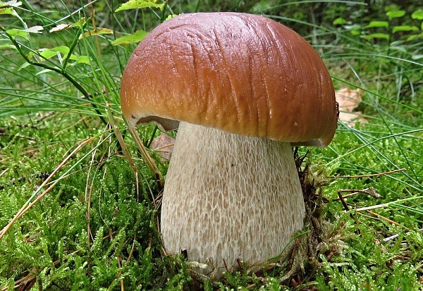 Hřib smrkový - Boletus edulis Atlas hub - Houby hřibovité