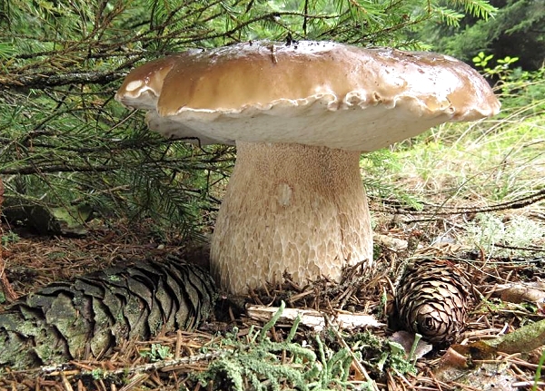 Hřib smrkový – Boletus edulis Atlas hub - houby hřibovité