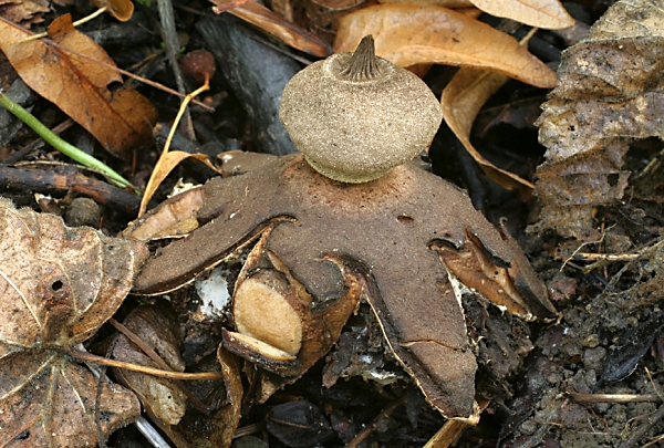 Hvězdovka Berkeleyova - Geastrum berkeleyi Škola začínajícího houbaře - celoročně rostoucí houby