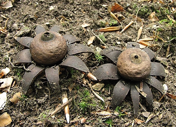 Hvězdovka bradavková - Geastrum corollinum Škola začínajícího houbaře - Celoročně rostoucí houby