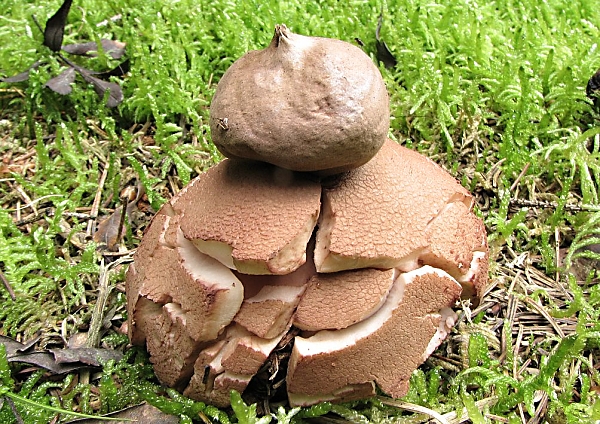 Hvězdovka červenavá - Geastrum rufescens Škola začínajícího houbaře - Celoročně rostoucí houby