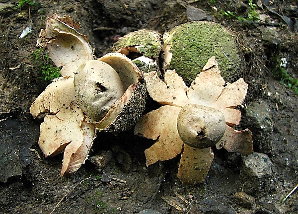 Hvězdovka červenavá - Geastrum rufescens Škola začínajícího houbaře - Celoročně rostoucí houby