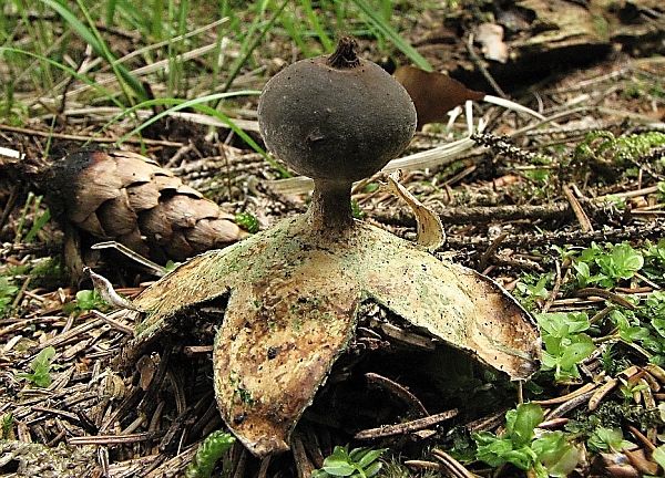 Hvězdovka dlouhokrká - Geastrum pectinatum Škola začínajícího houbaře - Celoročně rostoucí houby
