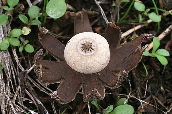 Hvězdovka drsná - Geastrum campastre Škola začínajícího houbaře - Celoročně rostoucí hoby