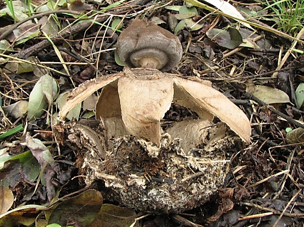 Hvězdovka klenbová - Geastrum fornicatum Škola začínajícího houbaře - Celoročně rostoucí houby