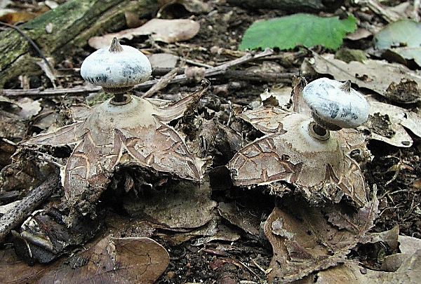 Hvězdovka límečková - Geastrum striatum Škola začínajícího houbaře - celoročně rostoucí houby