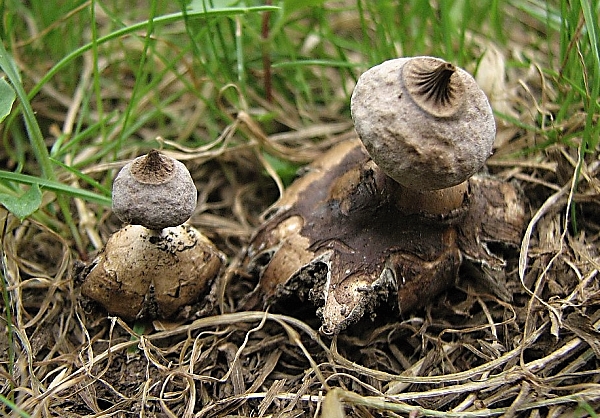 Hvězdovka pastvinná - Geastrum schmidelii Škola začínajícího houbaře - Celoročně rostoucí houby