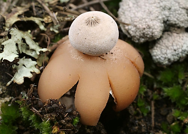 Hvězdovka Pouzarova - geastrum pouzarii Škola začínajícího houbaře - Celoročně rostoucí houby