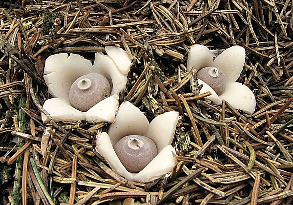 Hvězdovka smrková – Geastrum quadrifidum Škola začínajícího houbaře - Celoročně rostoucí houby
