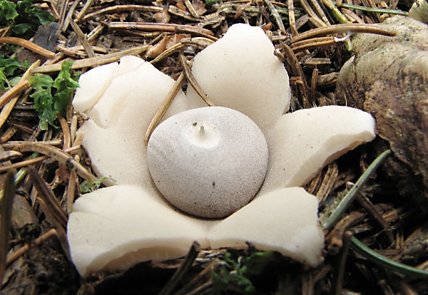 Hvězdovka smrková – Geastrum quadrifidum Škola začínajícího houbaře - Celoročně rostoucí houby