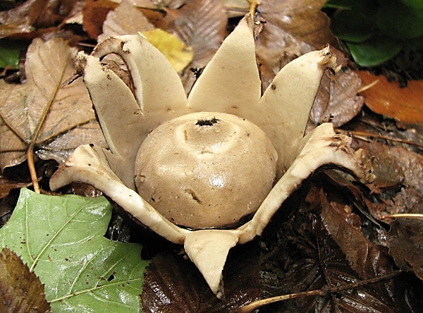 Hvězdovka trojitá - Geastrum triplex Škola začínajícího houbaře - Celoročně rostoucí houby