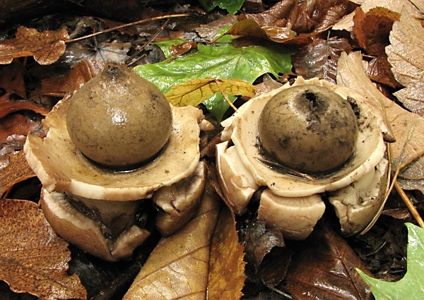 Hvězdovka trojitá - Geastrum triplex Škola začínajícího houbaře - Celoročně rostoucí houby