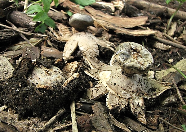 Hvězdovka tuhová - geastrum coronatum Škola začínajícího houbaře - Celoročně rostoucí houby