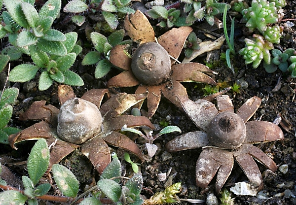 Hvězdovka uherská - geastrum hungaricum Škola začínajícího houbaře - Celoročně rostoucí houby