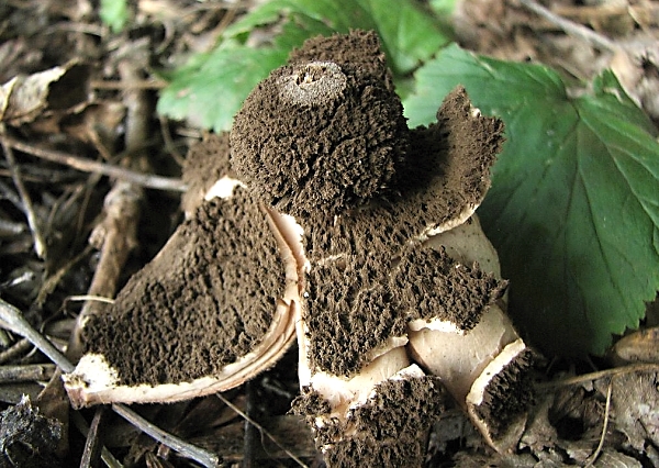 Hvězdovka vlasohlavá - Geastrum melanocephalum Škola začínajícího houbaře - Celoročně rostoucí houby