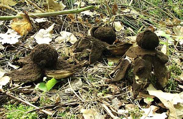 Hvězdovka vlasohlavá - Geastrum melanocephalum Škola začínajícího houbaře - Celoročně rostoucí houby