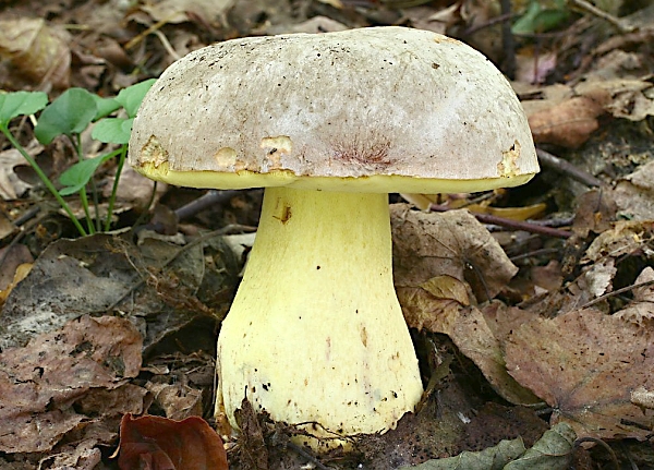 Hřib Fechtnerův - Boletus fechtneri Škola začínajícího houbaře
