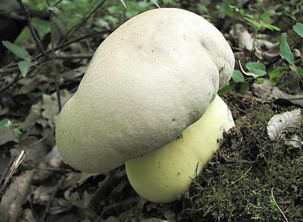 Hřib medotrpký - Boletus radicans Škola začínajícího houbaře