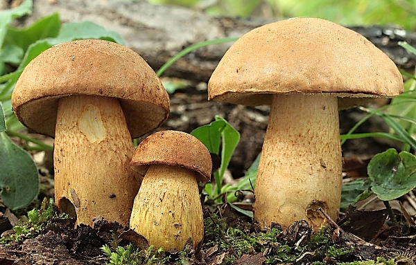 Hřib moravský - Boletus moravicus Škola začínajícího houbaře