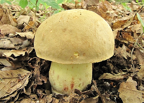 Hřib plavý - Boletus impolitus Škola začínajícího houbaře