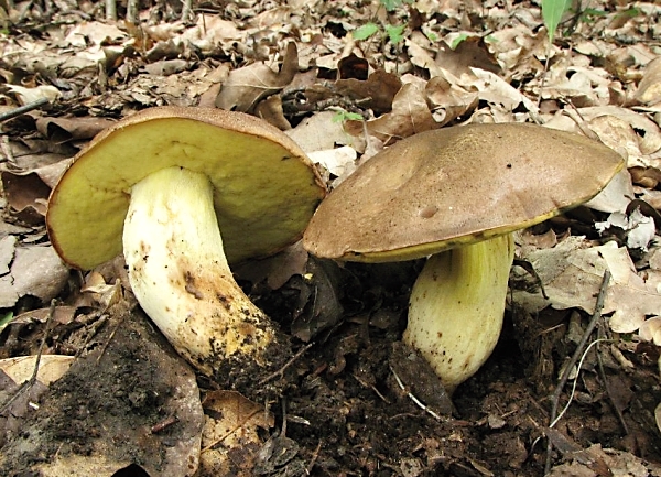 Hřib přívěskatý - Boletus appendiculatus Škola začínajícího houbaře