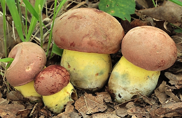 Hřib růžovník - Boletus fuscoroseus Škola začínajícího houbaře