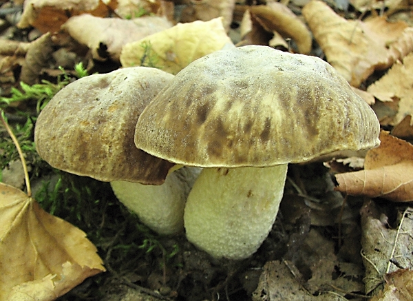 Hřib skvrnitý - Boletus depilatus Škola začínajícího houbaře