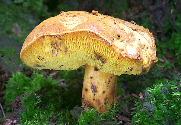 Hřib dřevožijný - Buchwaldoboletus lignicola Škola začínajícího houbaře