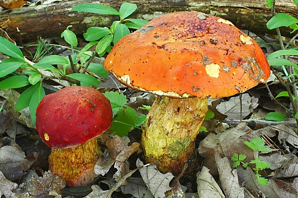 Hřib Dupainův - Boletus dupanii Škola začínajícího houbaře