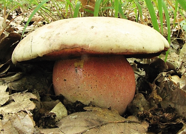Hřib Le Galové - Boletus legaliae Škola začínajícího houbaře