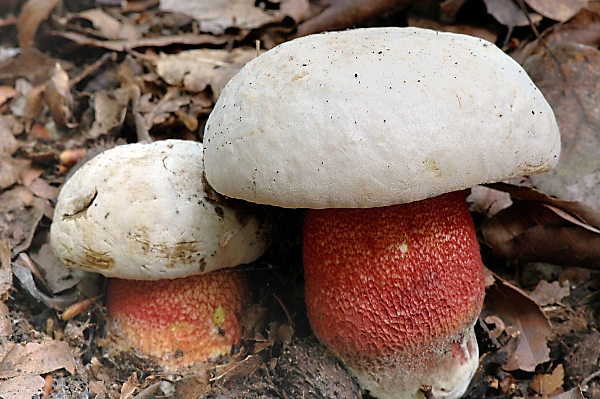 Hřib nachový - Boletus rhodoxanthus Škola začínajícího houbaře