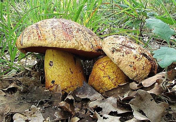 Hřib rudonachový - Boletus rhodopurpureus Škola začínajícího houbaře