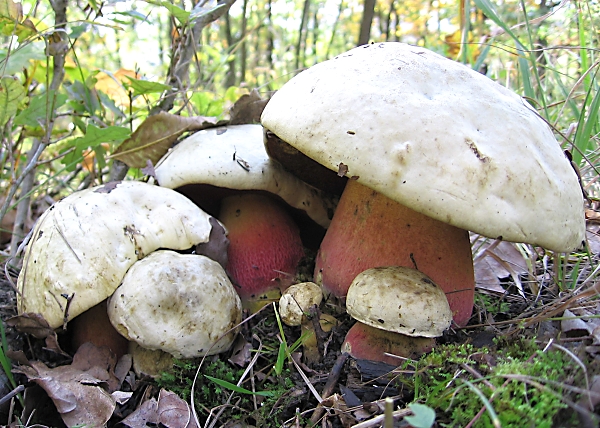 Hřib satan - Boletus satanas Škola začínajícího houbaře