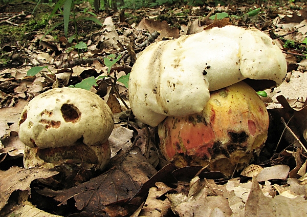 Hřib satan hlohový - Boletus satanas var. crataegi Škola začínajícího houbaře