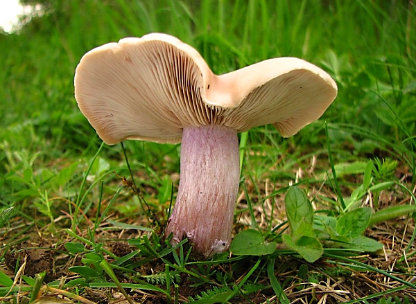 Škola začínajícího houbaře