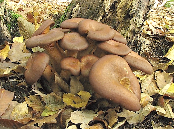 Škola začínajícího houbaře