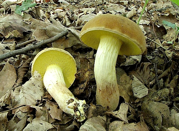 Škola začínajícího houbaře