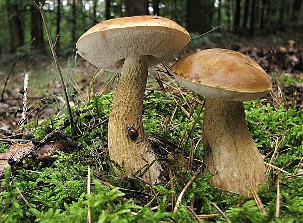 Škola začínajícího houbaře