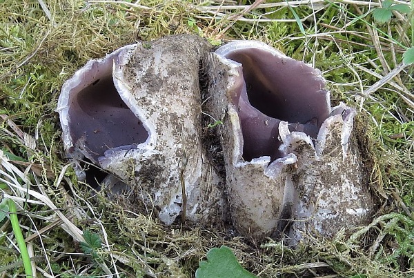 Škola houbaře - Jarní houby - vzácné