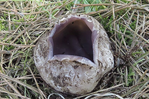 Škola houbaře - Jarní houby - vzácné