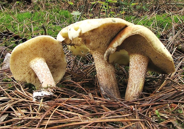 Klouzek bílý - suillus placidus Škola začínajícího houbaře