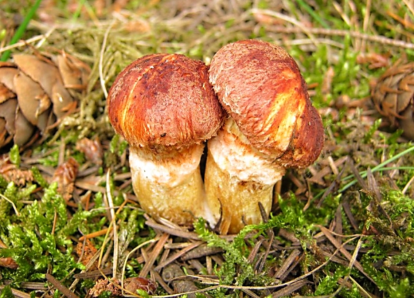 Klouzek douglasový - Suillus lakei Škola začínajícího houbaře