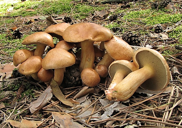 Klouzek kravský - Suillus bovinus Škola začínajícího houbaře