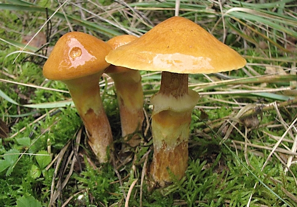 Klouzek sličný - Suillus grevillei Škola začínajícího houbaře